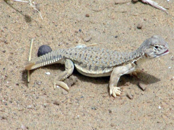 7 Wild Animals of The Great Thar Desert of India