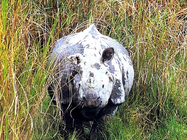 Top 10 Most Endangered Wild Animal Species of India