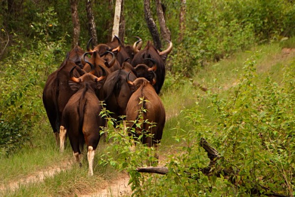 12 Best National Parks to Spot Gaur or Indian Bison