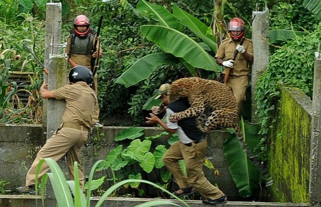 Human wildlife Conflict in India - People And Wildlife