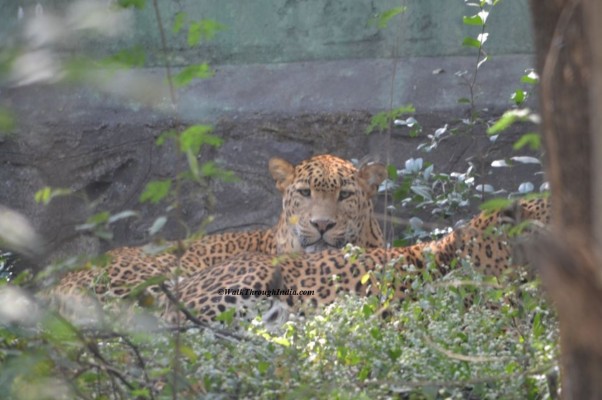 World's Top 12 Most Deadliest Wild Animals in India