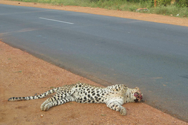 RoadKill of Wild Animals is The New Enemy to India's Wildlife