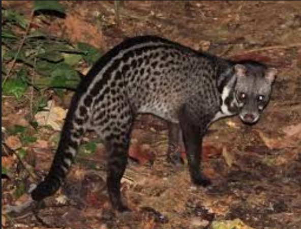 9 Species of Wild Civet Found in India