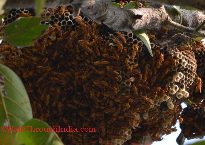 20 Most Terrifying Horrifying and Scary Insects of India
