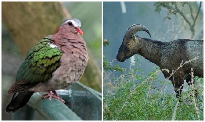 7 Protected Wildlife Areas of Tamil Nadu State