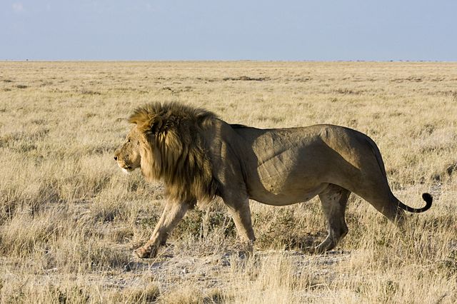 Top 15 Most Deadliest Animals of Wild Africa