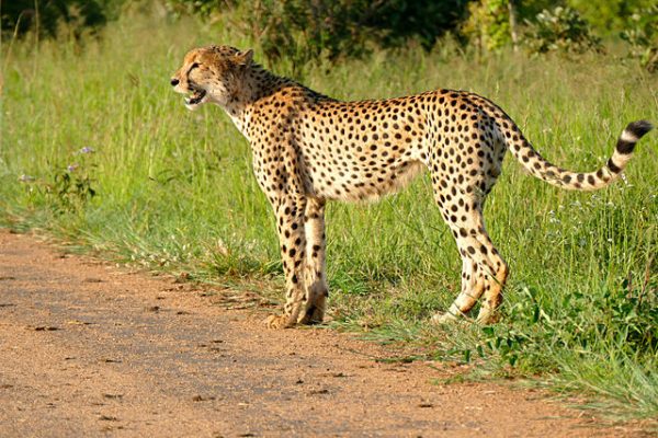 21 Fastest Creatures in The World by Top Speed