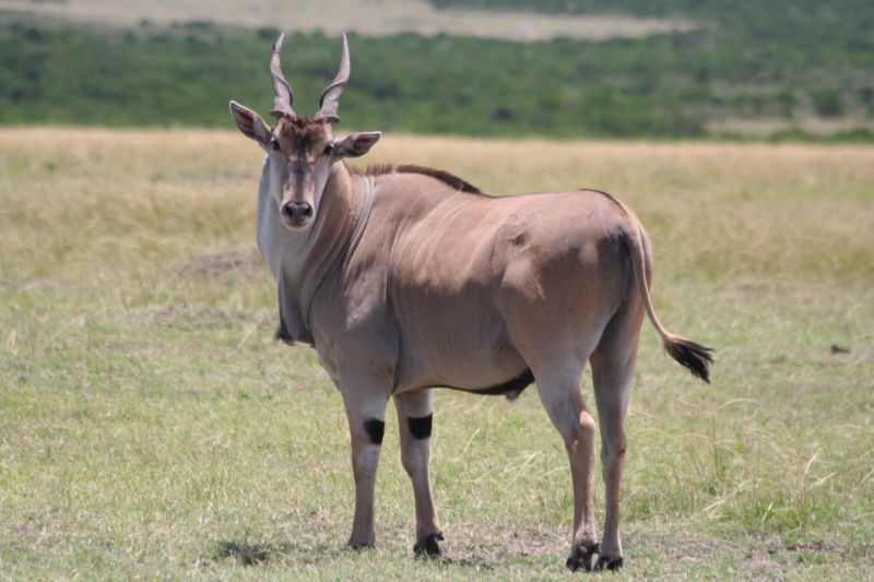 Top 12 Elegant Species of Antelopes in Africa