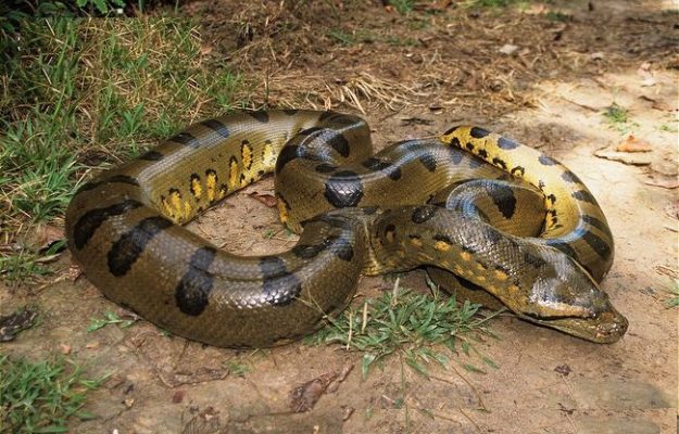 World S 7 Dangerous Snakes Not Found In India