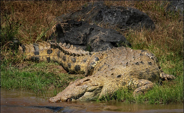 Comparison and Difference Between Caiman and Alligator