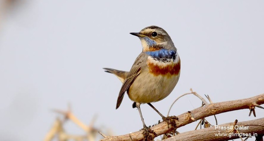 10 Most Beautiful Migratory Birds Coming to India
