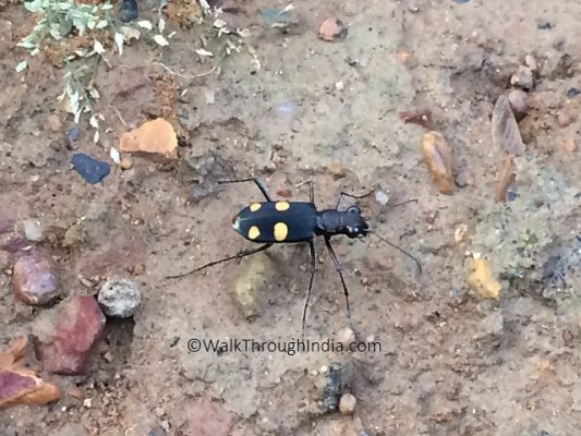 Hindi And English Names 50 Insect Found In India