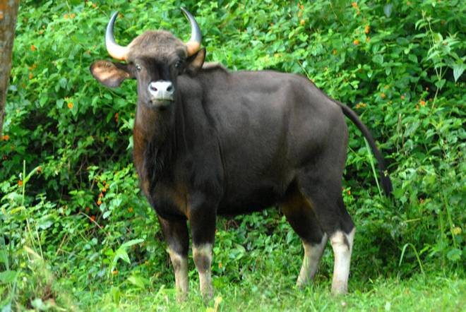 12 Best National Parks to Spot Gaur or Indian Bison