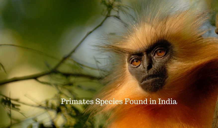 Ten Places To Spot 10 Unique Species Of Monkeys In India,Wheat Flour