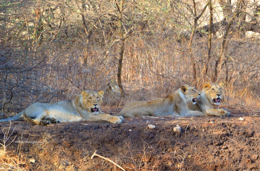 Lion Safari in Sasan Gir National Park of Gujarat