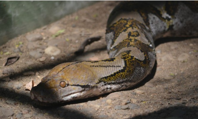 Record snake world longest Captured python