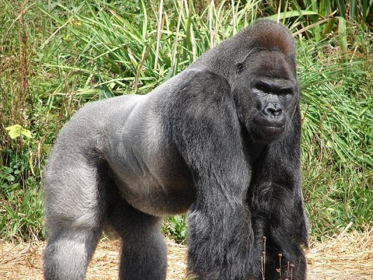 World's Top 15 Largest Species of Apes and Monkeys