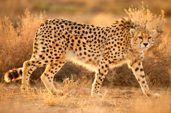 Cheetah Vs Leopard Vs Jaguar Vs Panther