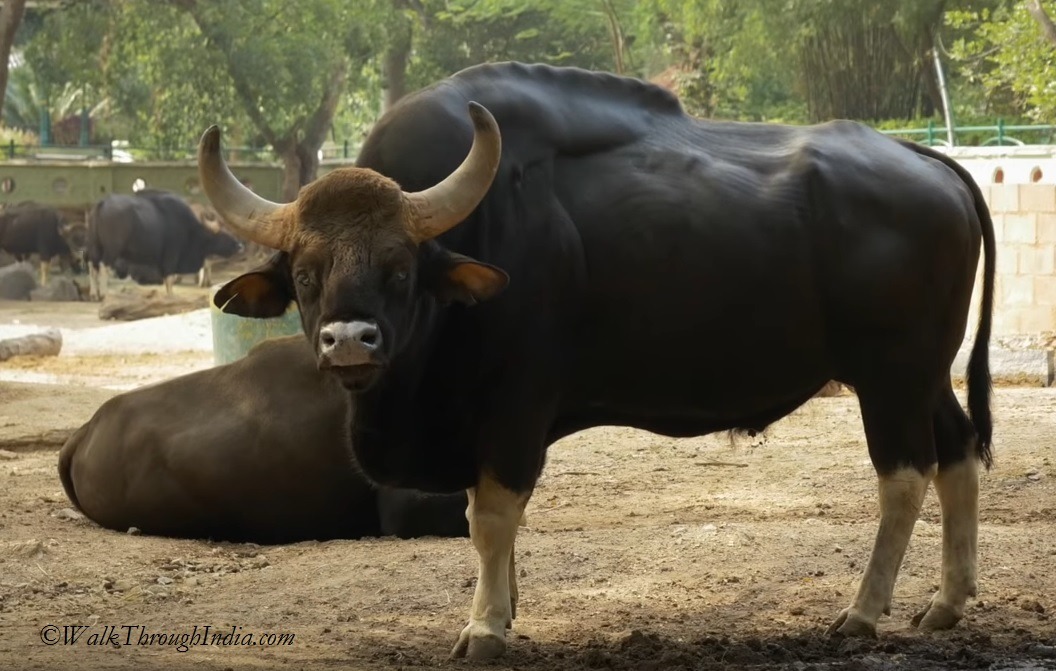The 7 Largest Bovine of The Indian subcontinent