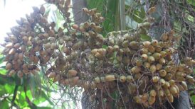 Betel-Nut-India