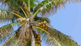 Coconut-In-India